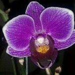 Phalaenopsis spp.Цвят