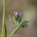 Linaria micrantha Άλλα