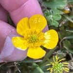 Ranunculus sardous Flower