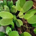 Ipomoea pes-caprae Leaf