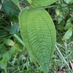 Miconia dependens Feuille