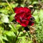 Dianthus barbatus花