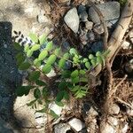 Phyllanthus tenellus Leaf