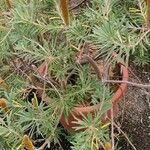 Banksia vincentia Habit