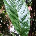 Tacca chantrieri Leaf