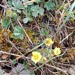 Potentilla verna Habitus