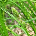 Carex squarrosa Fruit
