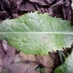 Lactuca virosa Blatt