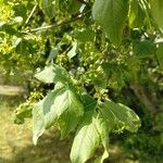 Euonymus latifolius 葉