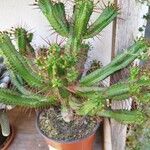 Euphorbia enoplaDeilen