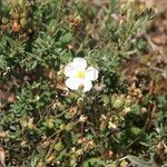 Cistus umbellatus Fleur