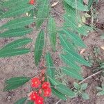 Euphorbia fulgens その他の提案