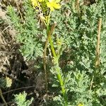 Descurainia bourgaeana Hábito
