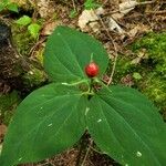 Trillium undulatum Fruit