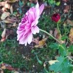 Chrysanthemum × morifoliumBlüte