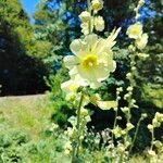 Alcea rugosa Flower