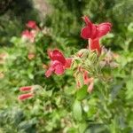 Gambelia speciosa फूल