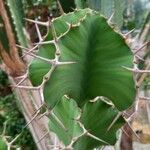 Euphorbia grandicornis Bark