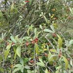 Elaeagnus multiflora Fruit