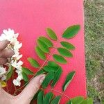 Robinia viscosa ഇല