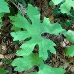 Petasites frigidus List