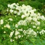 Thalictrum aquilegiifolium പുഷ്പം