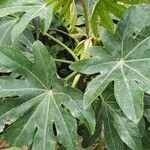 Fatsia japonicaYaprak