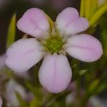 Diosma hirsuta 花