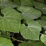 Vitis californica Blatt