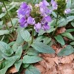 Prunella hastifolia Fula