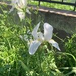 Iris florentina Flower