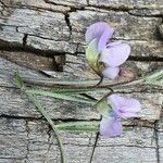 Vicia paucifolia