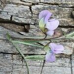 Vicia paucifolia Цветок