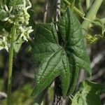 Marah fabacea Leaf