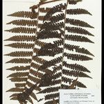 Cyathea surinamensis Лист