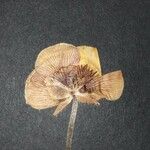 Ranunculus monspeliacus 花