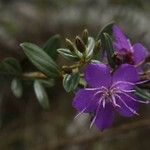 Tibouchina martialis Цвят