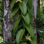 Vanilla pompona Leaf