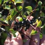 Rhamnus saxatilis Fruchs