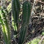 Praecereus euchlorus Plante entière