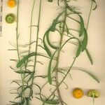 Leucanthemum virgatum その他の提案