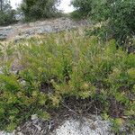 Comandra umbellata Habit