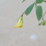 Medicago truncatula Flor