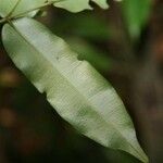 Ruizterania albiflora