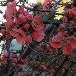 Chaenomeles japonica Floare