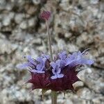 Salvia columbariae Kukka