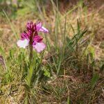 Anacamptis papilionaceaFlower