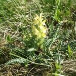 Pedicularis oederi Květ