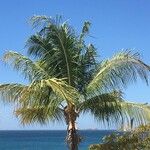 Cocos nucifera Hoja