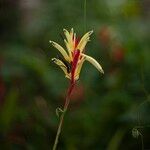 Heliconia psittacorum 花